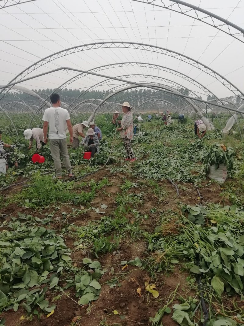 精品毛豆大量上市大棚种植翠绿宝货源充足欢迎咨询