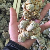 自家种植广西南宁姜叶三七白三七姜三七土田七