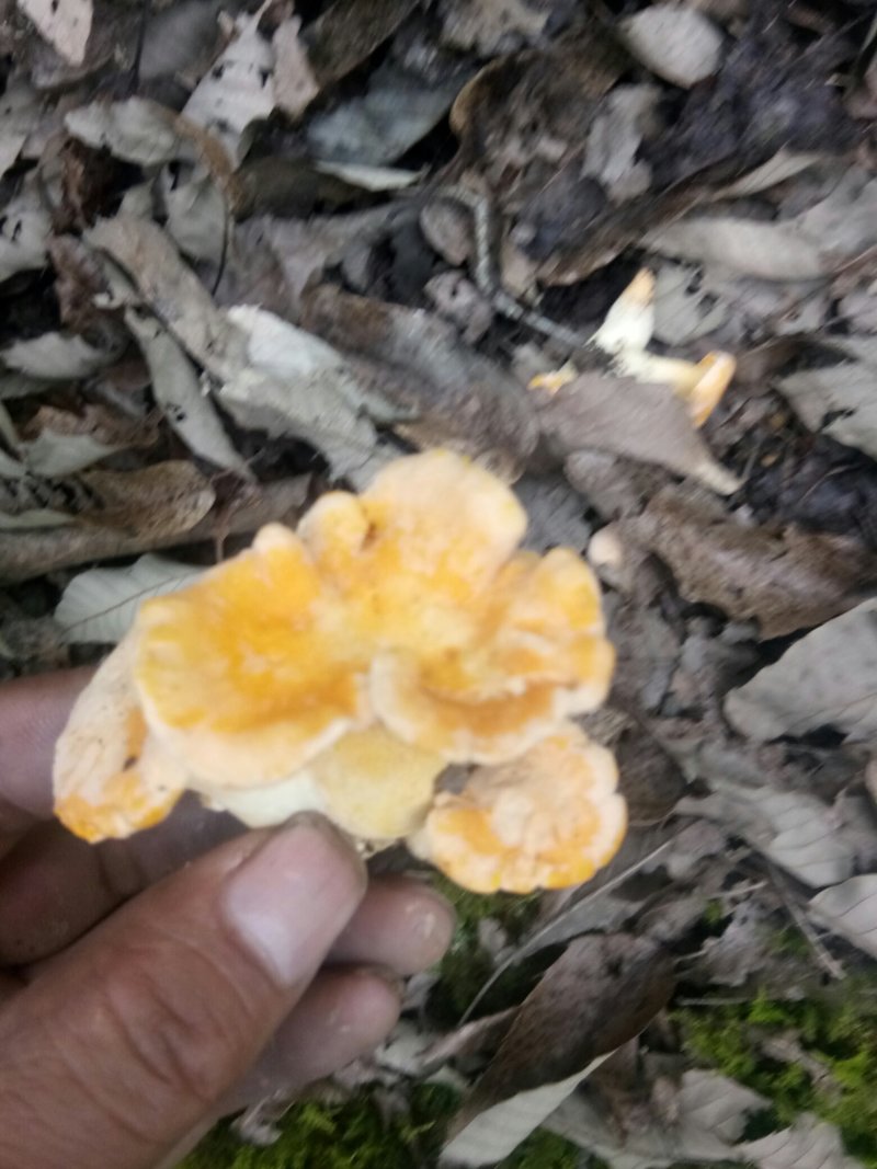 牛肝菌