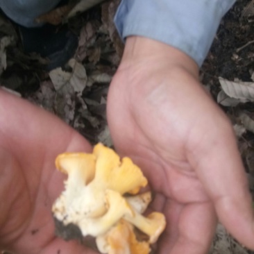 牛肝菌