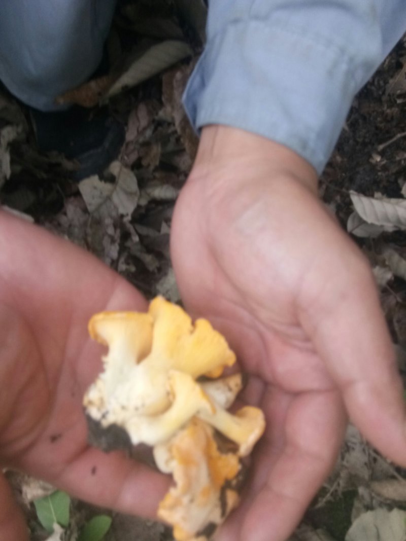 牛肝菌