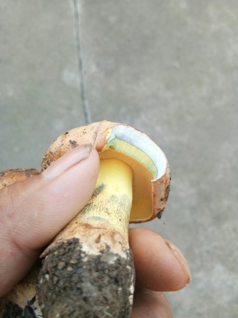牛肝菌