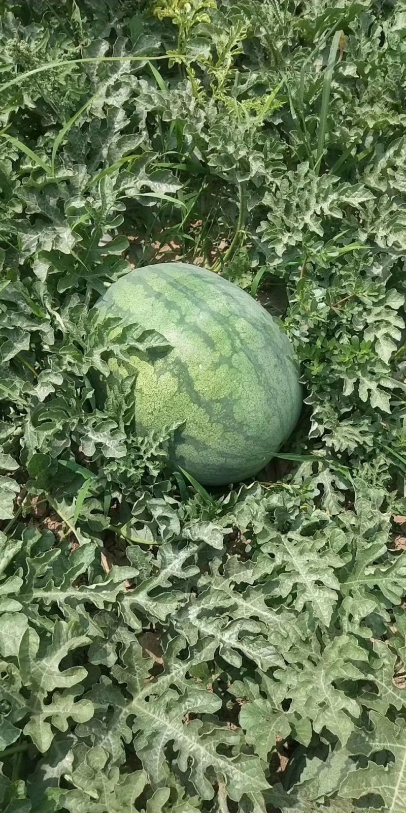 黄河岸边沙土地头茬西瓜