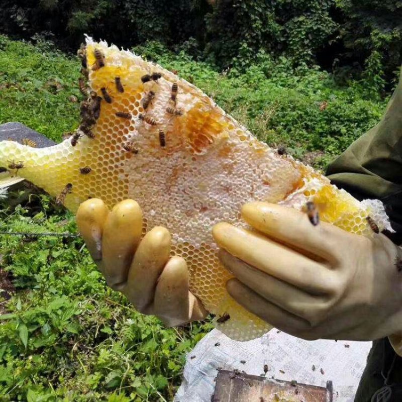 纯野生峰蜜。土蜂蜜，，，，