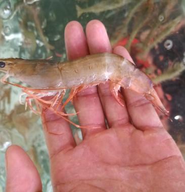 [基围虾批发]海虾红爪虾价格20.00元/斤 - 一亩田
