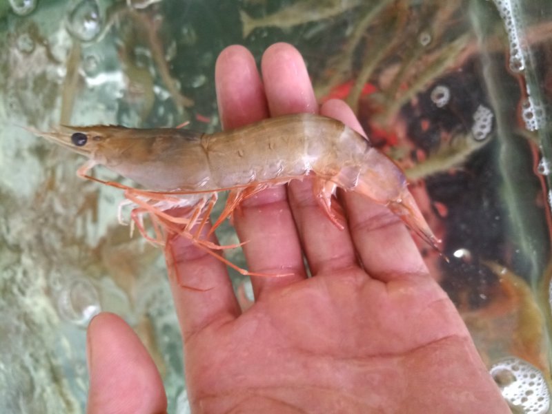 海虾红爪虾