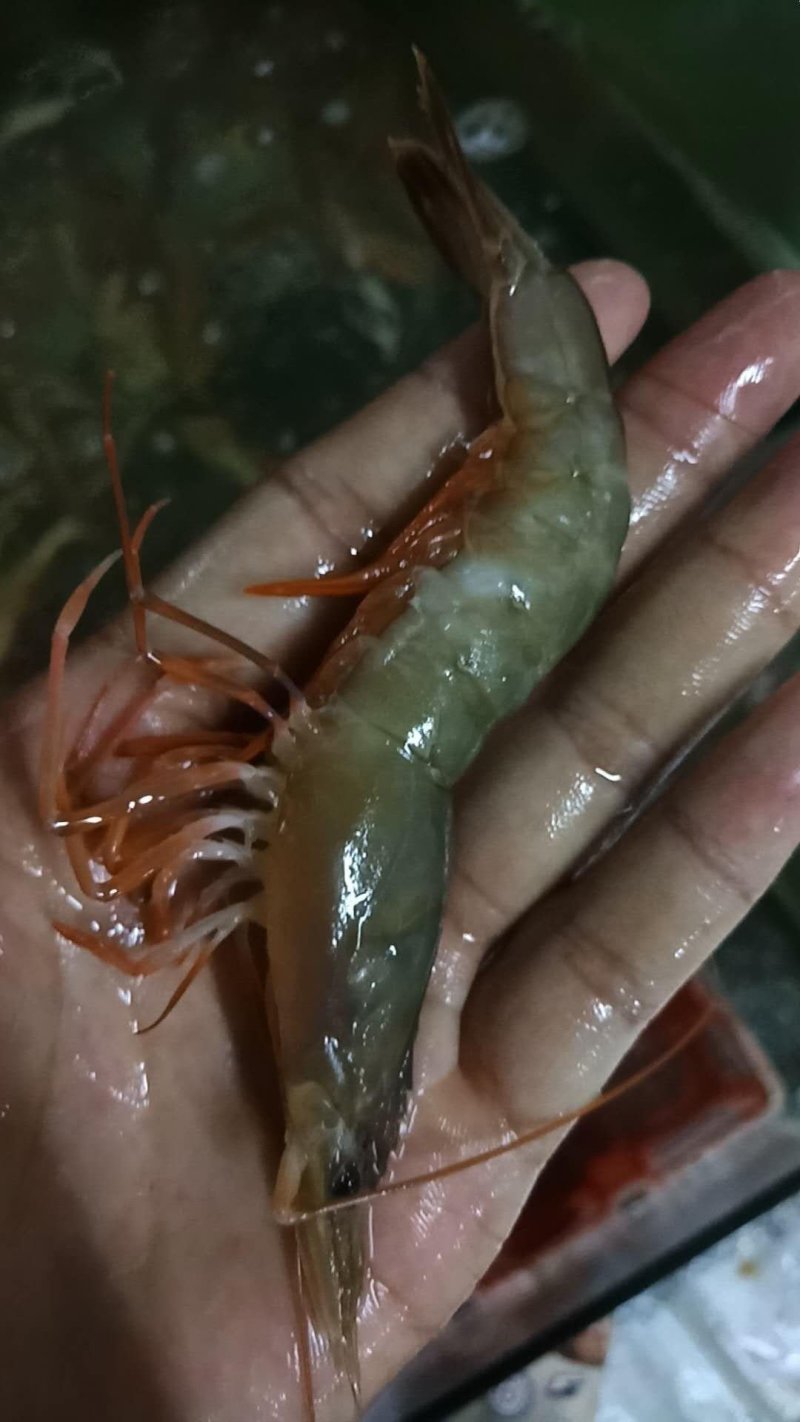 海虾红爪虾