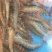 海虾红爪虾