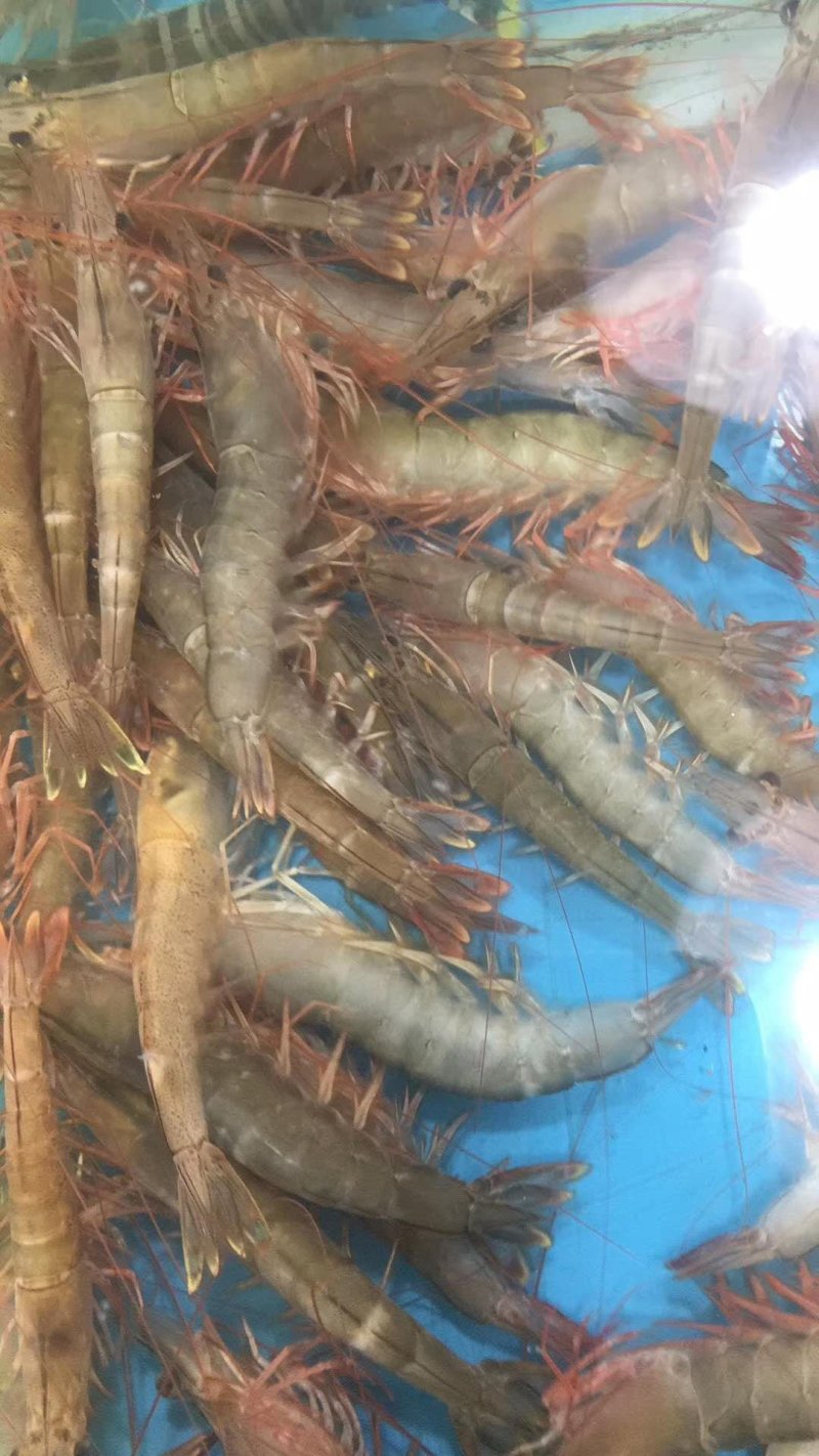 海虾红爪虾