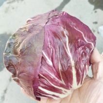 落地球，红球，紫菊