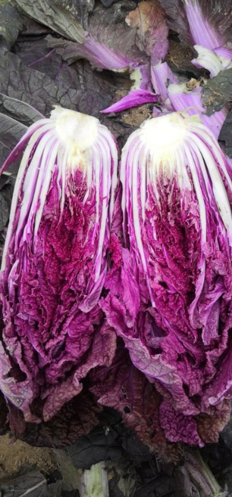 紫白菜，山东高品质冬季必备