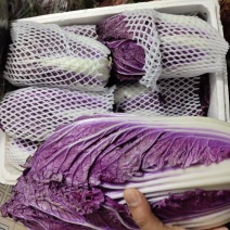紫白菜，山东高品质冬季必备