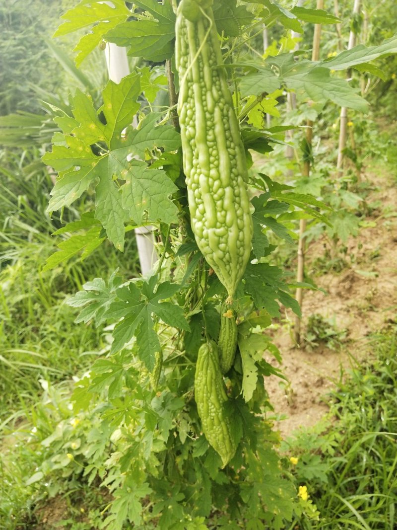 野果