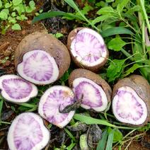 盘州市正品乌洋芋《紫色马铃薯》
