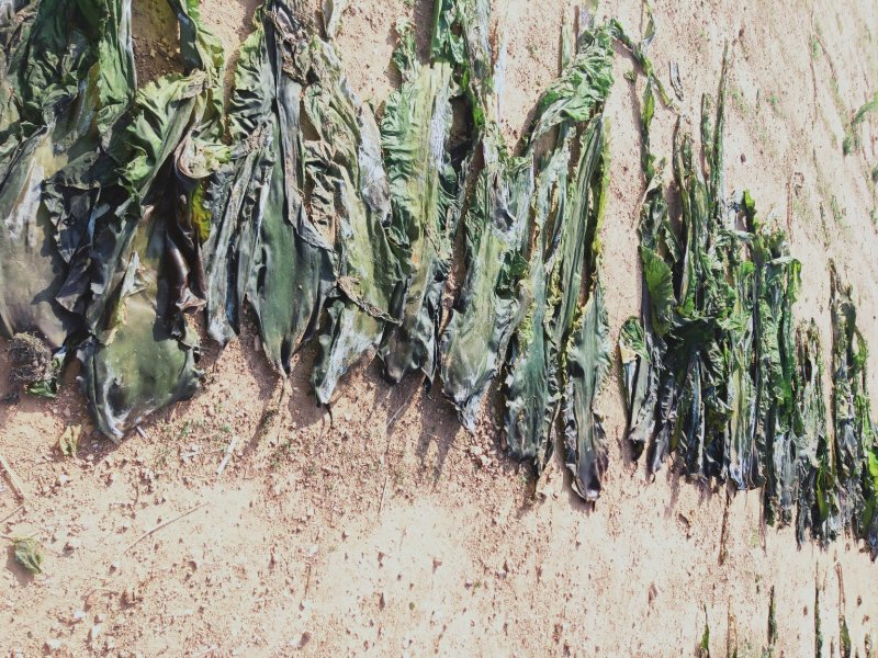 大连深海人工养植无污染干海带无沙