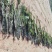大连深海人工养植无污染干海带无沙