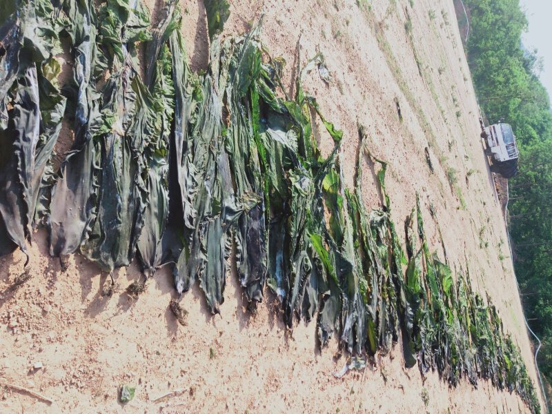 大连深海人工养植无污染干海带无沙