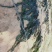 大连深海人工养植无污染干海带无沙