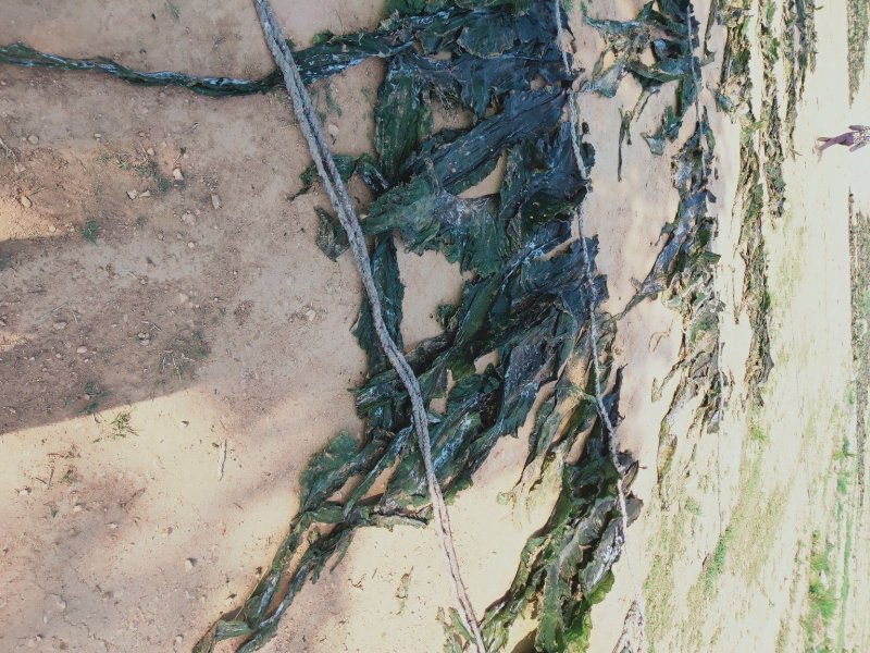 大连深海人工养植无污染干海带无沙