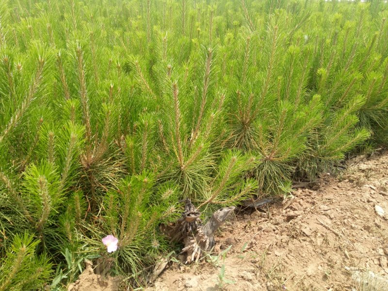 营养杯油松，各种规格大量出售产地河北张家口