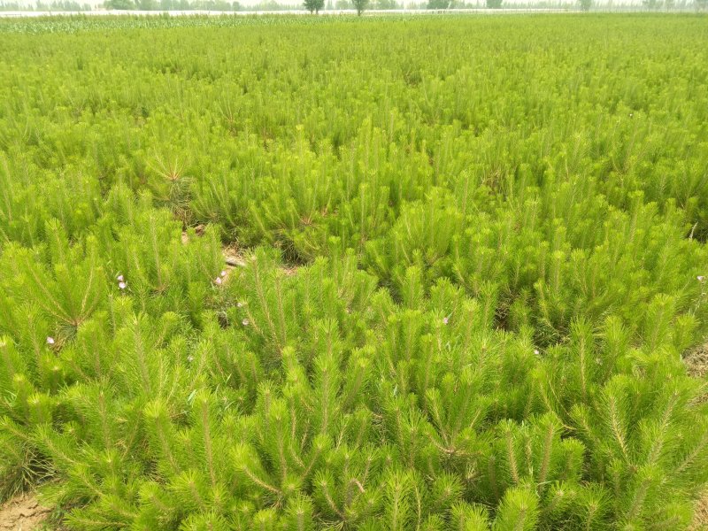 营养杯油松，各种规格大量出售产地河北张家口