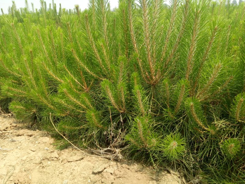 营养杯油松，各种规格大量出售产地河北张家口