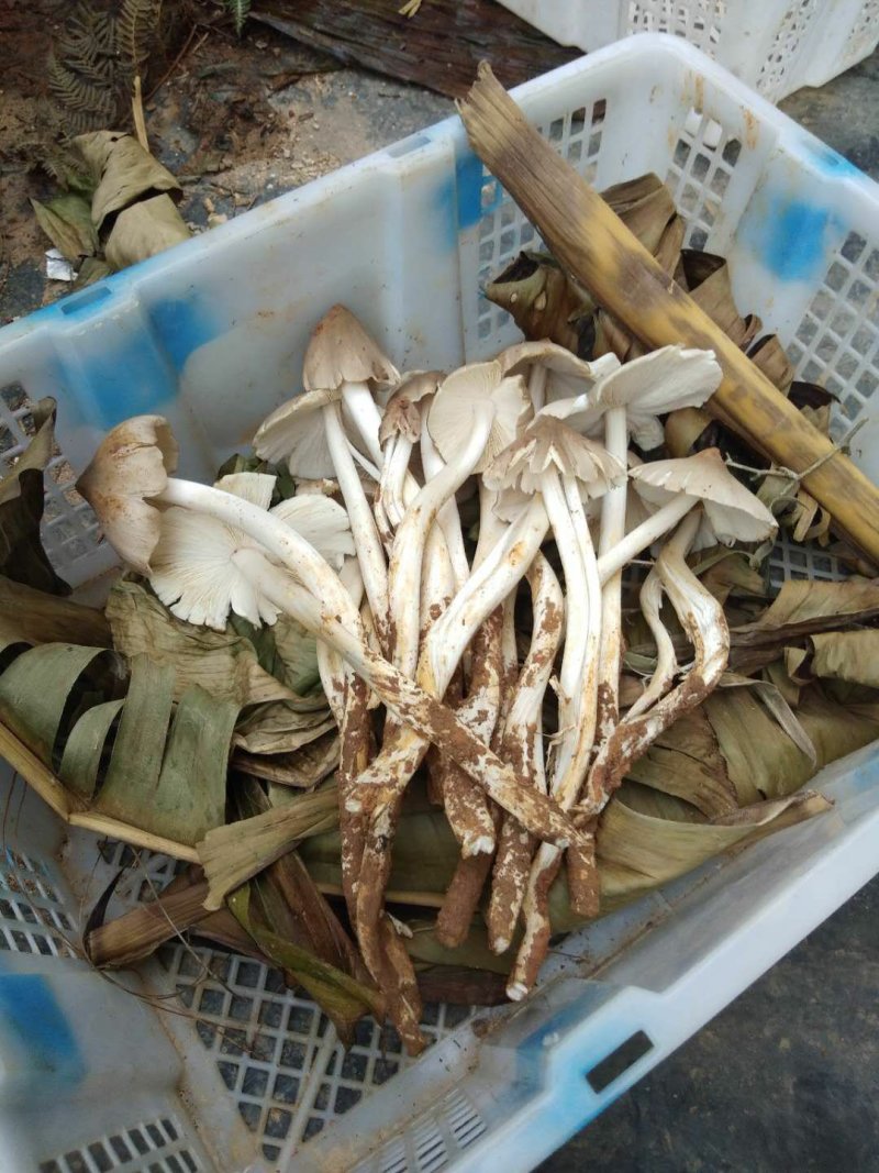 黑牛肝菌