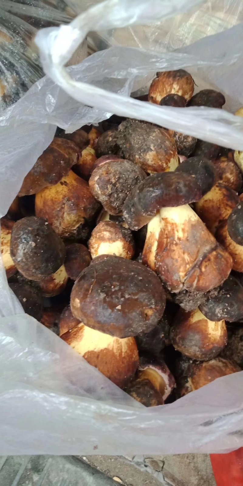 黑牛肝菌