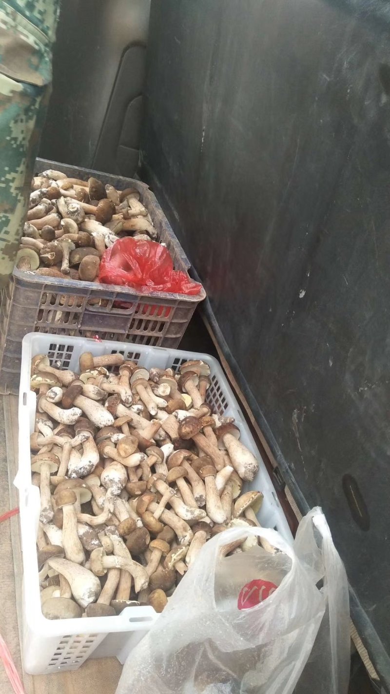 黑牛肝菌