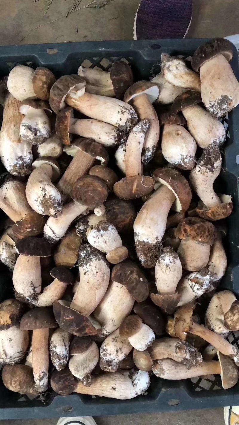 黑牛肝菌