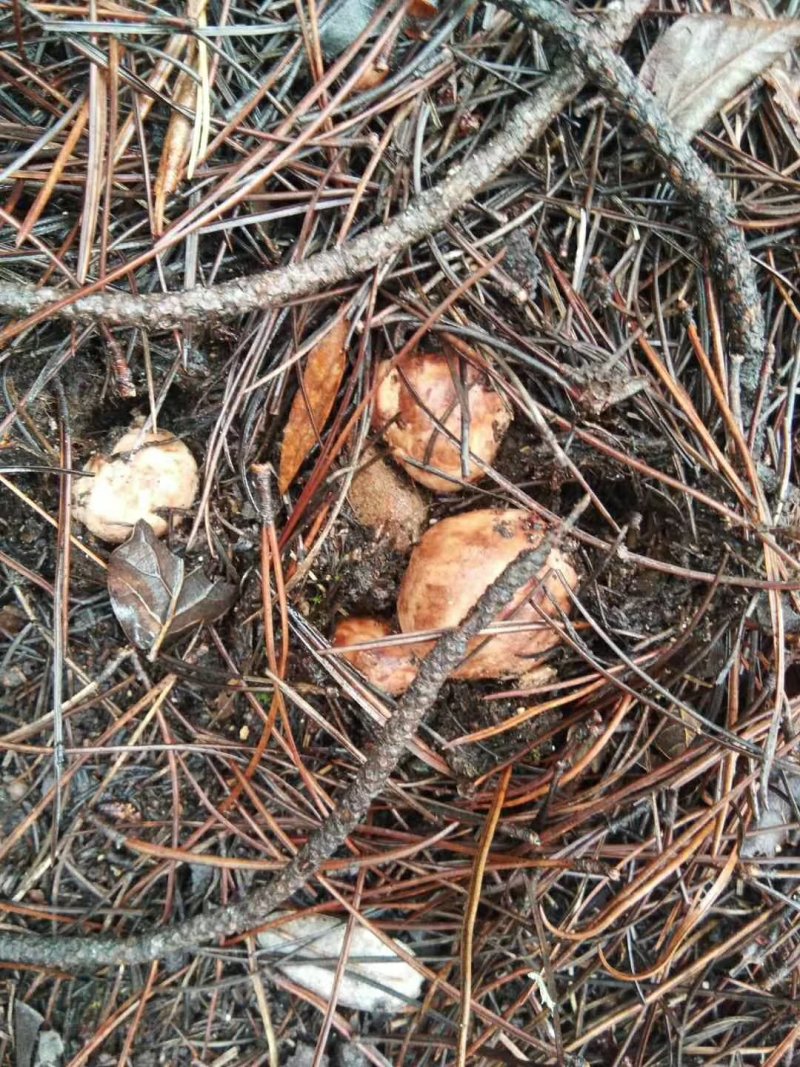 黑牛肝菌