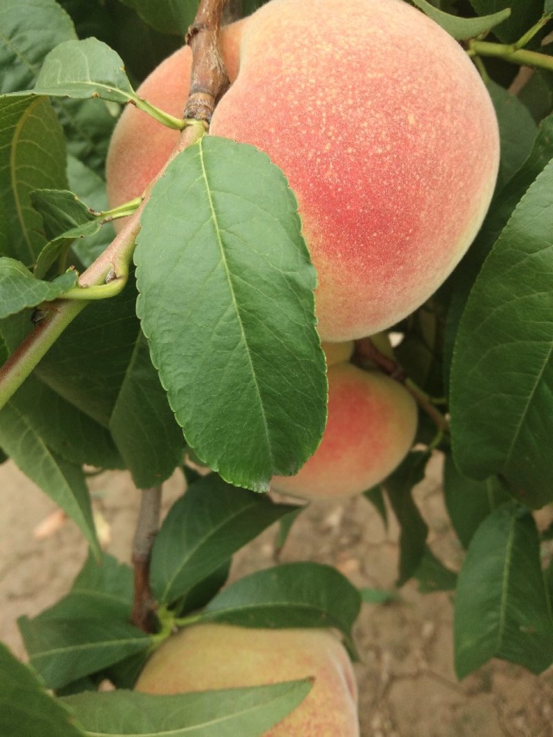 翠秘红毛桃