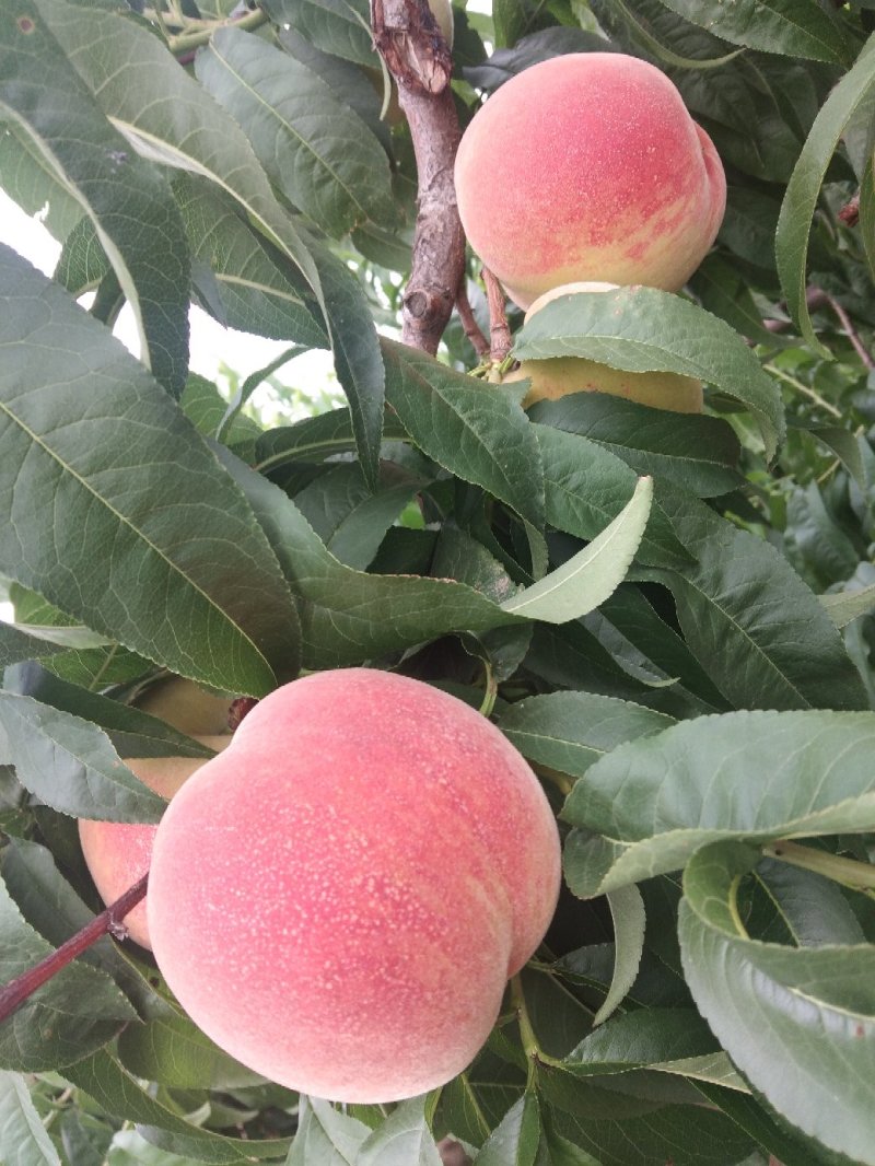 翠秘红毛桃