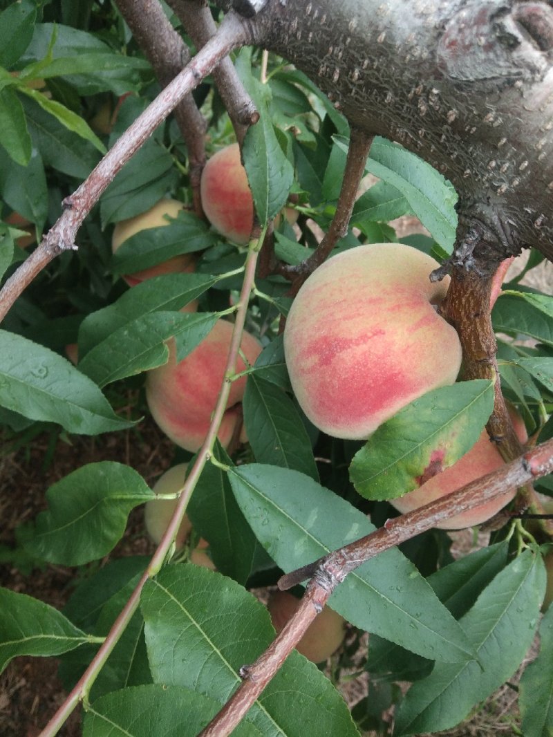 翠秘红毛桃