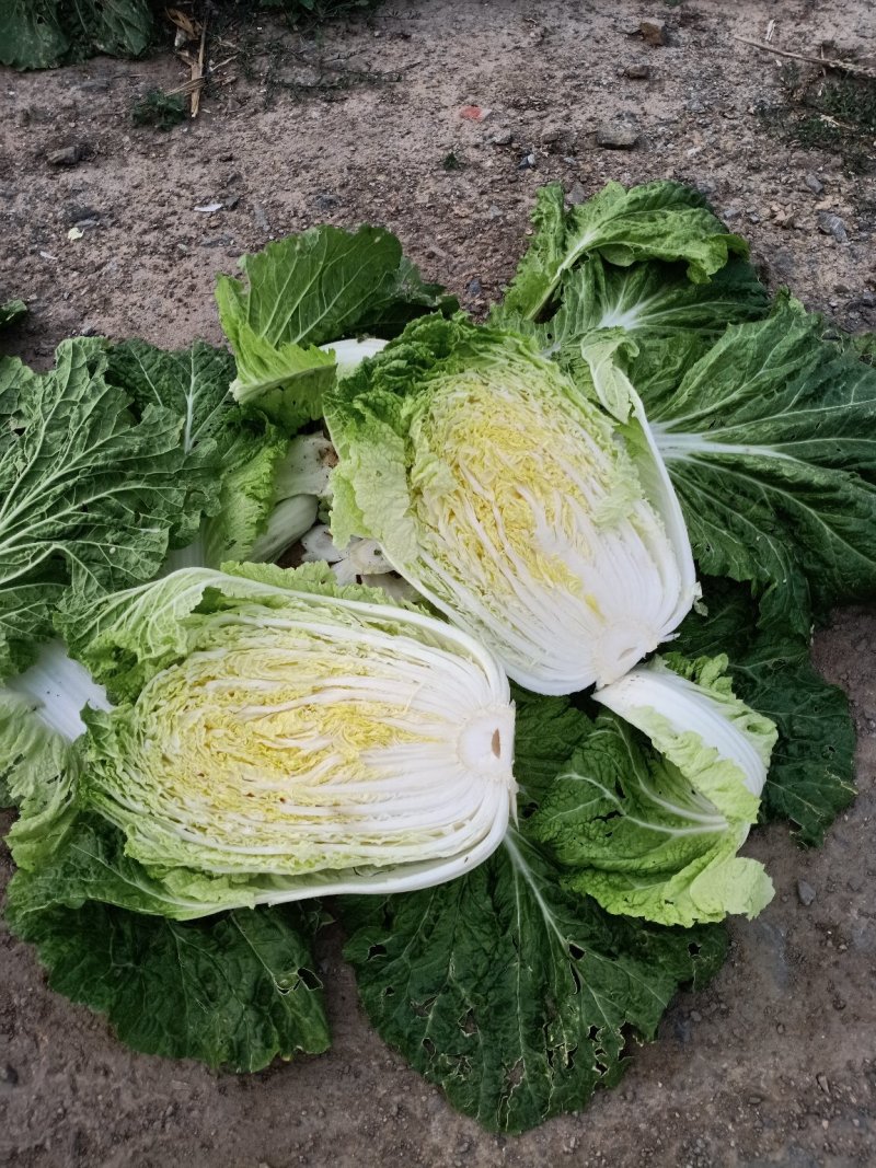 大白菜，秋季白菜，黄山系类，黄心，高装菜