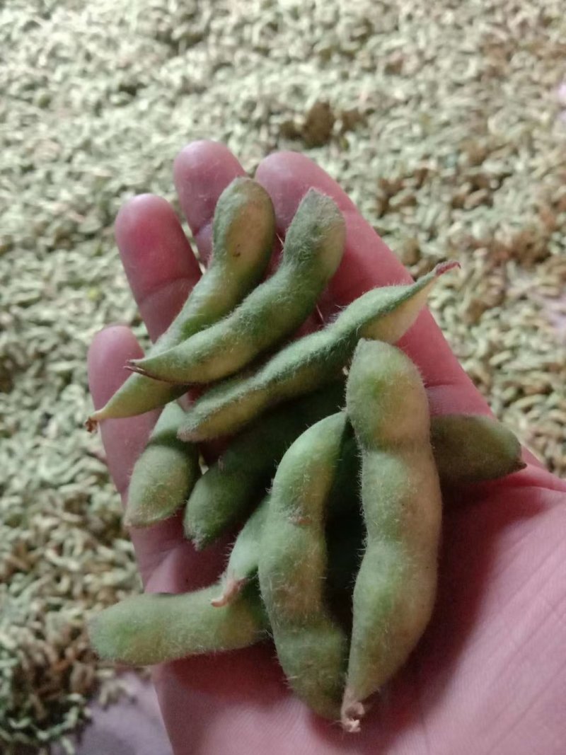 湖南毛豆