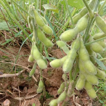 湖南毛豆