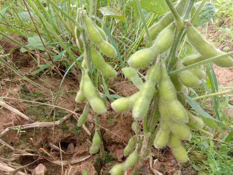 湖南毛豆