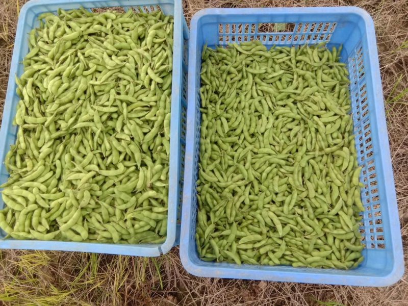 湖南毛豆