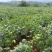 湖南毛豆