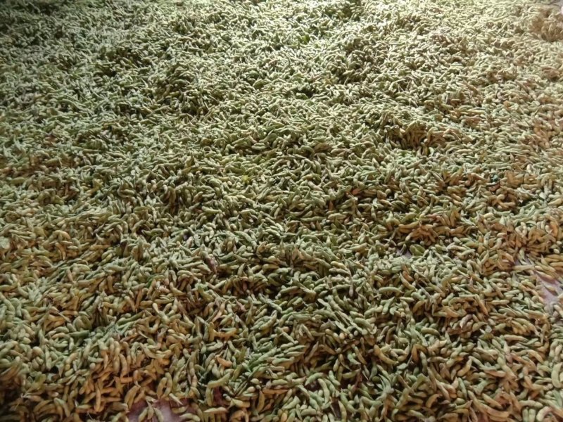 湖南毛豆