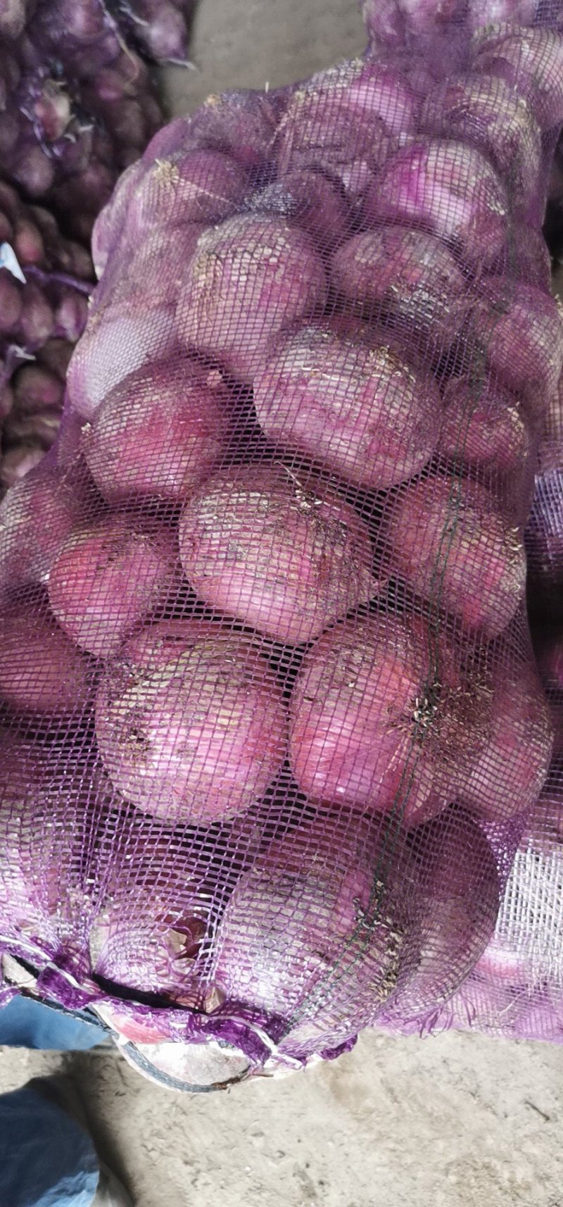 精品紫皮洋葱大量上市品质保证，一手货源，欢迎来电选购