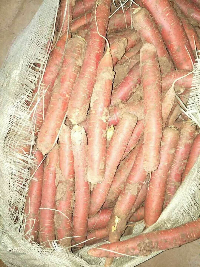 【精品】胡萝卜2两以上带土10厘米以上红欢迎联系