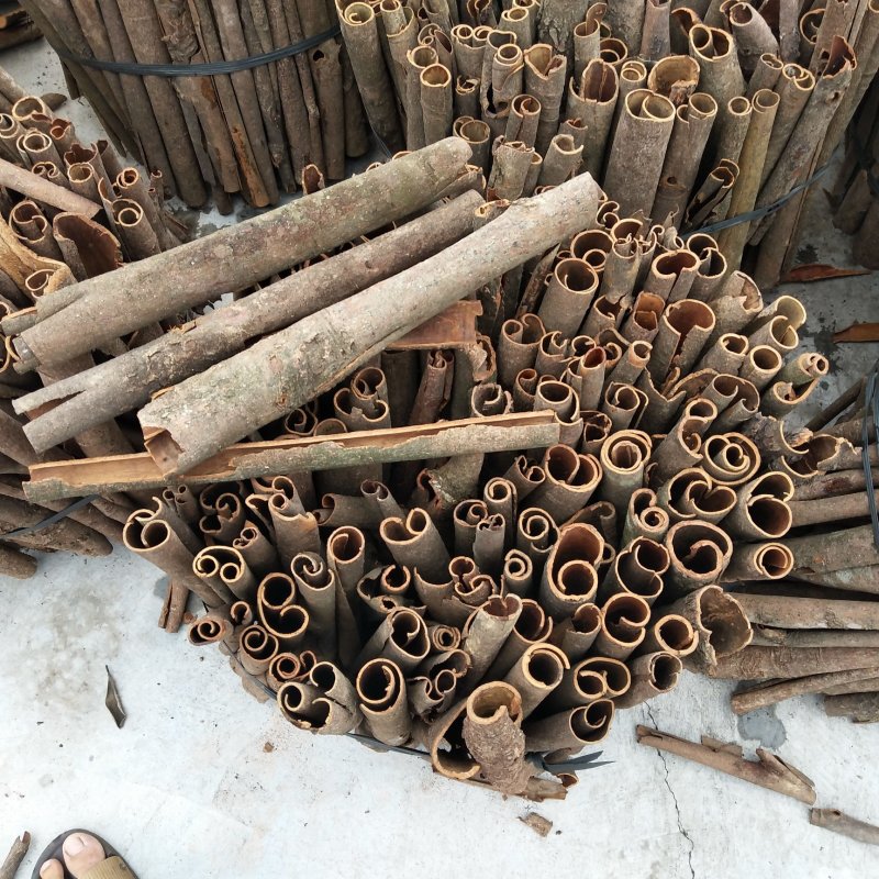 桂皮