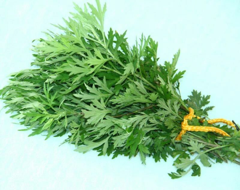 艾草种子艾叶香草四季遏草驱蚊阳台盆栽泡澡青团香艾绒籽