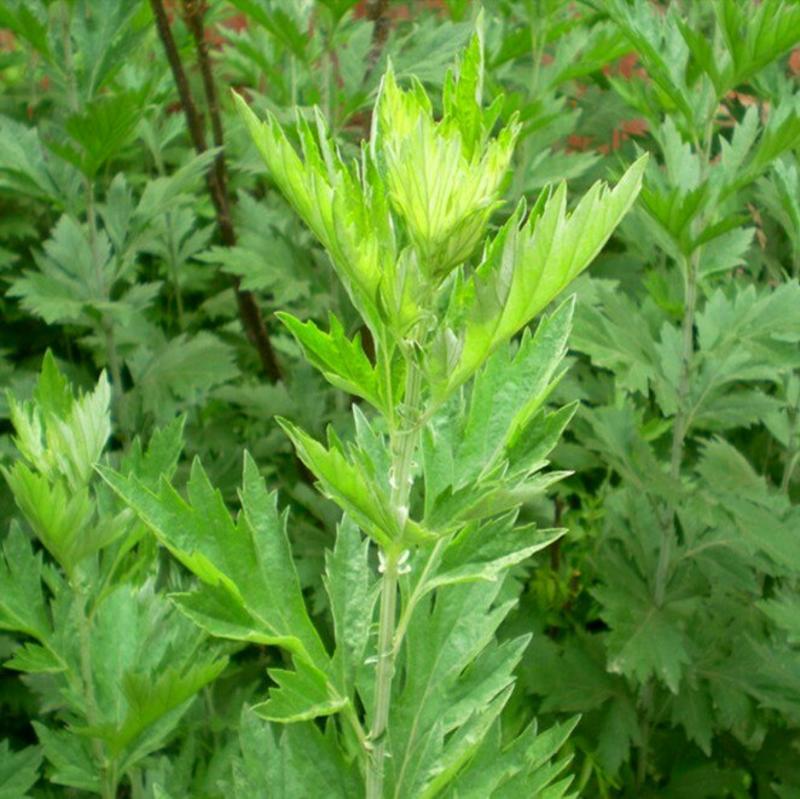 艾草种子艾叶香草四季遏草驱蚊阳台盆栽泡澡青团香艾绒籽