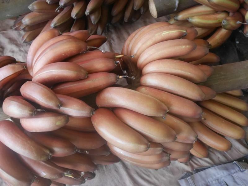 福建漳州红皮香蕉美人蕉产地直发批发代发价格实惠