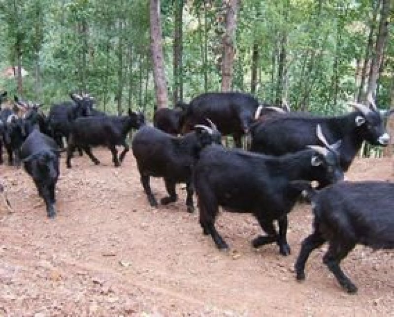 农家散养黑山羊味道正宗