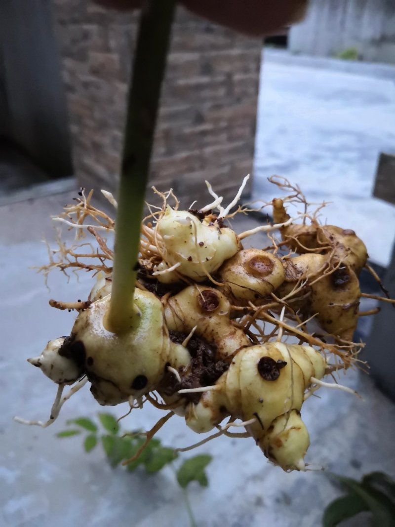 黄精