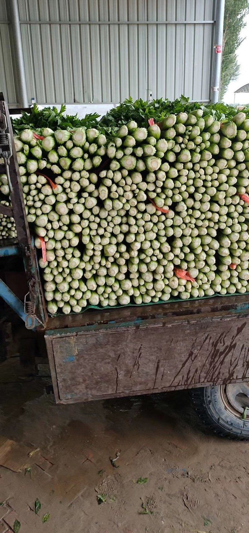 陕西芹菜芹菜量大从优可代发全国大量上市